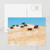 Bison op een briefkaart (Voorkant / Achterkant)