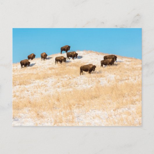 Bison op een briefkaart (Voorkant)
