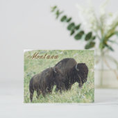 Bison pair grazing in Montana Briefkaart (Staand voorkant)