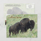 Bison pair grazing in Montana Briefkaart (Voorkant / Achterkant)