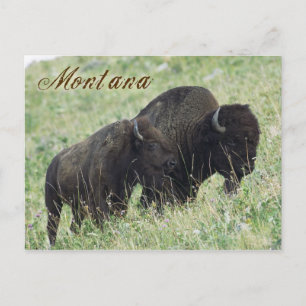 Bison pair grazing in Montana Briefkaart