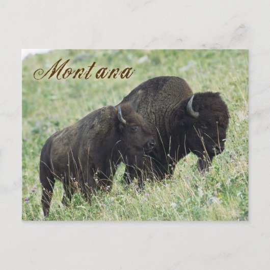 Bison pair grazing in Montana Briefkaart (Voorkant)