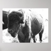 Bison Poster (Voorkant)