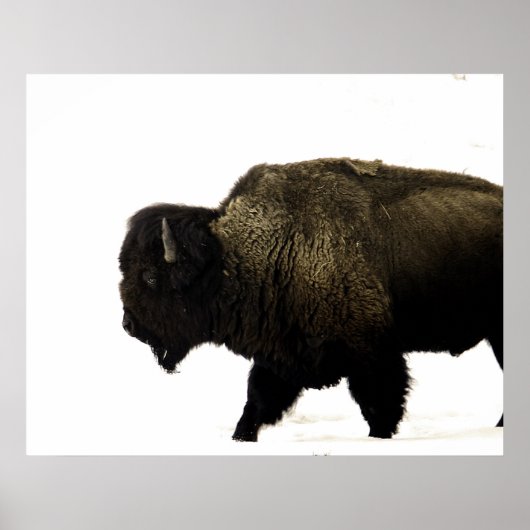 Bison Poster (Voorkant)