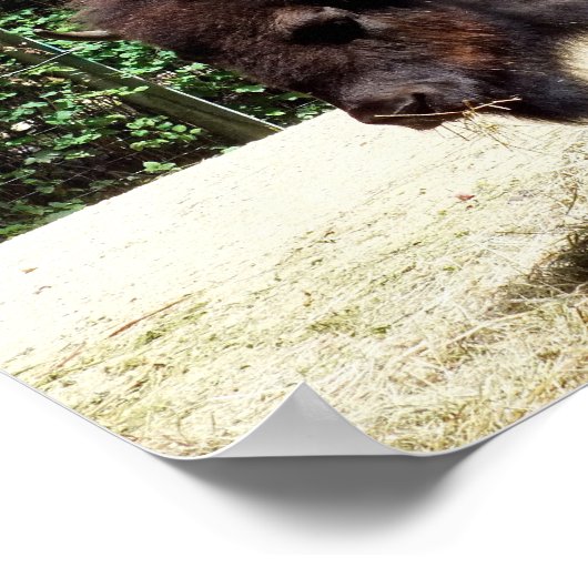 Bison Poster (Hoek)