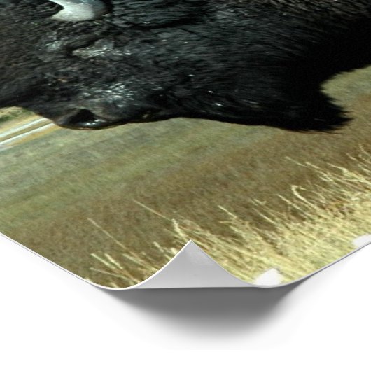 Bison Posters (Hoek)