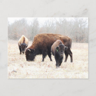 Bison Prairie Briefkaart