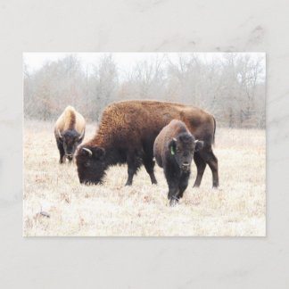Bison Prairie Briefkaart