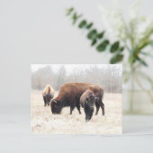 Bison Prairie Briefkaart (Staand voorkant)