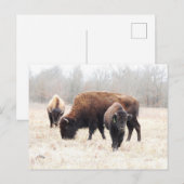 Bison Prairie Briefkaart (Voorkant / Achterkant)