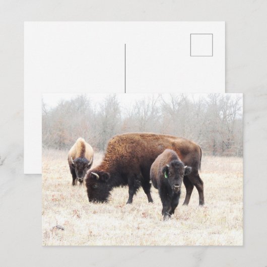 Bison Prairie Briefkaart (Voorkant / Achterkant)