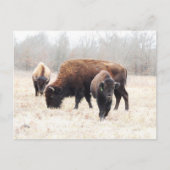 Bison Prairie Briefkaart (Voorkant)