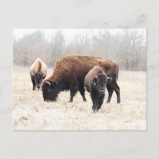 Bison Prairie Briefkaart (Voorkant)