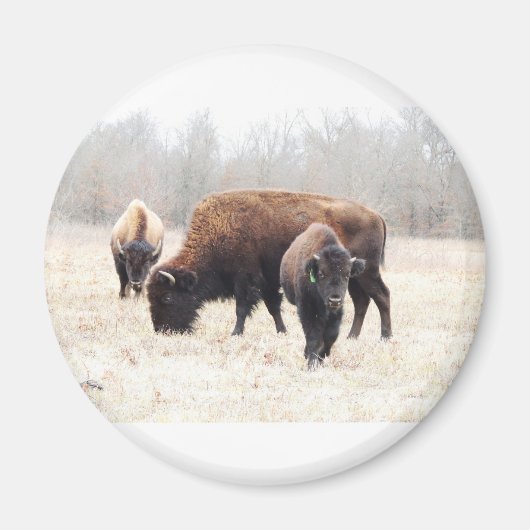 Bison Prairie Magnet (Voorkant)