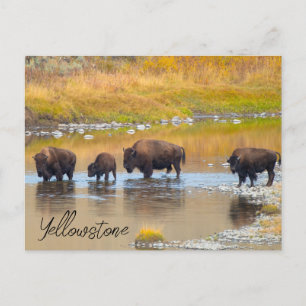 Bison River Crossing Yellowstone National Park, Ve Briefkaart