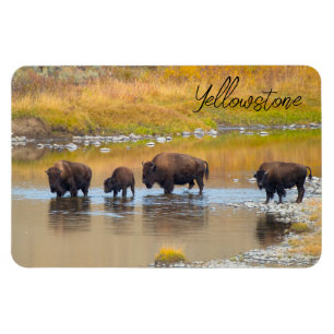 Bison River Crossing Yellowstone National Park, Ve Magneet