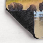 Bison River Crossing Yellowstone National Park, Ve Muismat (Hoek)