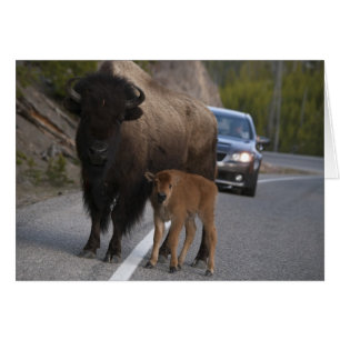 Bison Roadblock - Kaart