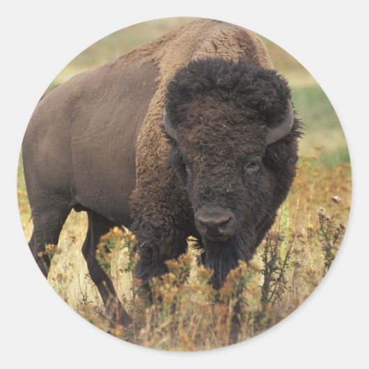 Bison Ronde Sticker (Voorkant)