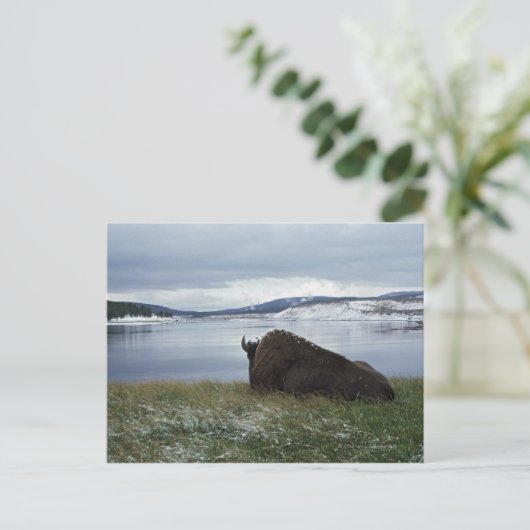 Bison rusteert met de geelsteen, met sneeuw briefkaart (Staand voorkant)