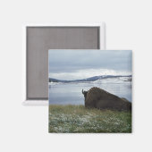 Bison rusteert met de geelsteen, met sneeuw magneet (Voorkant / Achterkant)