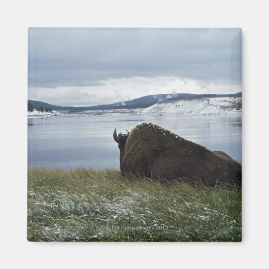 Bison rusteert met de geelsteen, met sneeuw magneet (Voorkant)