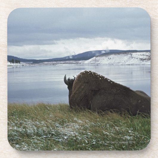 Bison rusteert met de geelsteen, met sneeuw op onderzetter (Voorkant)