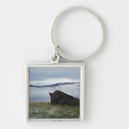 Bison rusteert met de geelsteen, met sneeuw op sleutelhanger (Voorkant)