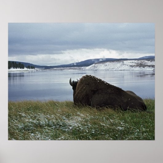 Bison rusteert met de geelsteen, met sneeuw poster (Voorkant)