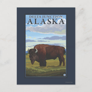 Bison Scene - Delta Junction, Alaska Briefkaart
