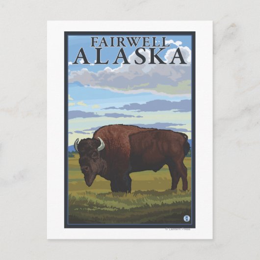 Bison Scene - Fairwell, Alaska Briefkaart (Voorkant)