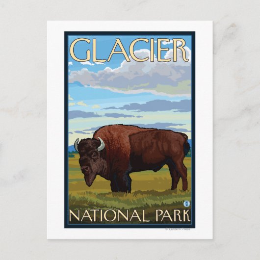 Bison Scene - Glacier National Park, MT Briefkaart (Voorkant)