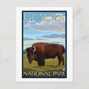 Bison Scene - Glacier National Park, MT Briefkaart