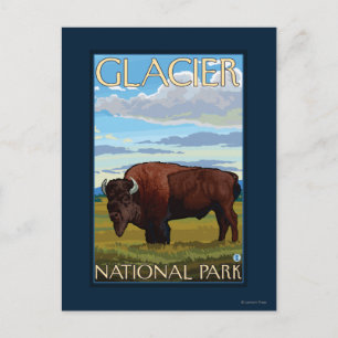 Bison Scene - Glacier National Park, MT Briefkaart