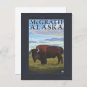 Bison Scene - McGrath, Alaska Briefkaart (Voorkant / Achterkant)