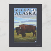 Bison Scene - McGrath, Alaska Briefkaart (Voorkant)