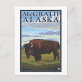 Bison Scene - McGrath, Alaska Briefkaart (Voorkant)