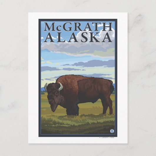 Bison Scene - McGrath, Alaska Briefkaart (Voorkant)