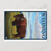 Bison Scene - Wyoming Briefkaart (Voorkant)