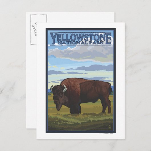 Bison Scene - Yellowstone National Park Briefkaart (Voorkant / Achterkant)