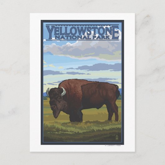 Bison Scene - Yellowstone National Park Briefkaart (Voorkant)