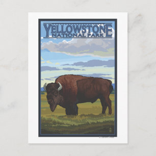 Bison Scene - Yellowstone National Park Briefkaart