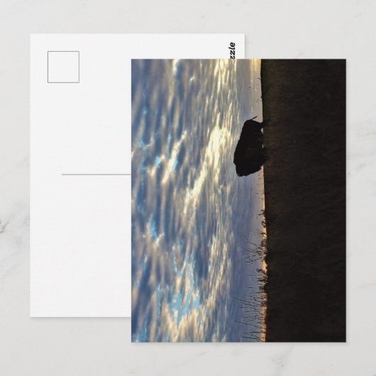 Bison Silhouette Briefkaart (Voorkant / Achterkant)
