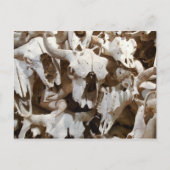 Bison skulls briefkaart (Voorkant)