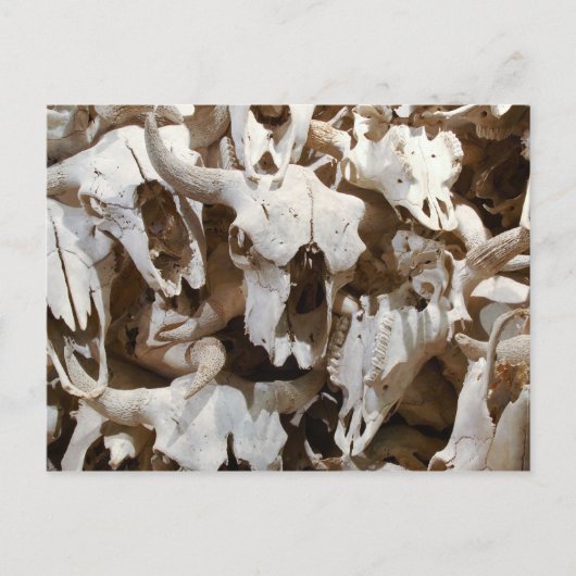 Bison skulls briefkaart (Voorkant)