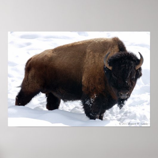 Bison Snow Poster (Voorkant)
