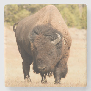 Bison Stenen Onderzetter