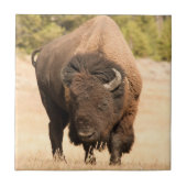 Bison Tegeltje (Voorkant)