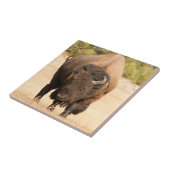 Bison Tegeltje (Zijkant)