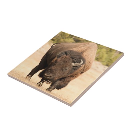 Bison Tegeltje (Zijkant)